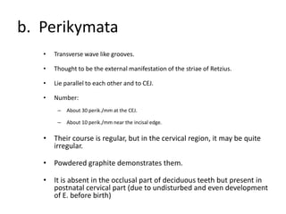 b. Perikymata
• Transverse wave like grooves.
• Thought to be the external manifestation of the striae of Retzius.
• Lie parallel to each other and to CEJ.
• Number:
– About 30 perik./mm at the CEJ.
– About 10 perik./mm near the incisal edge.
• Their course is regular, but in the cervical region, it may be quite
irregular.
• Powdered graphite demonstrates them.
• It is absent in the occlusal part of deciduous teeth but present in
postnatal cervical part (due to undisturbed and even development
of E. before birth)
 