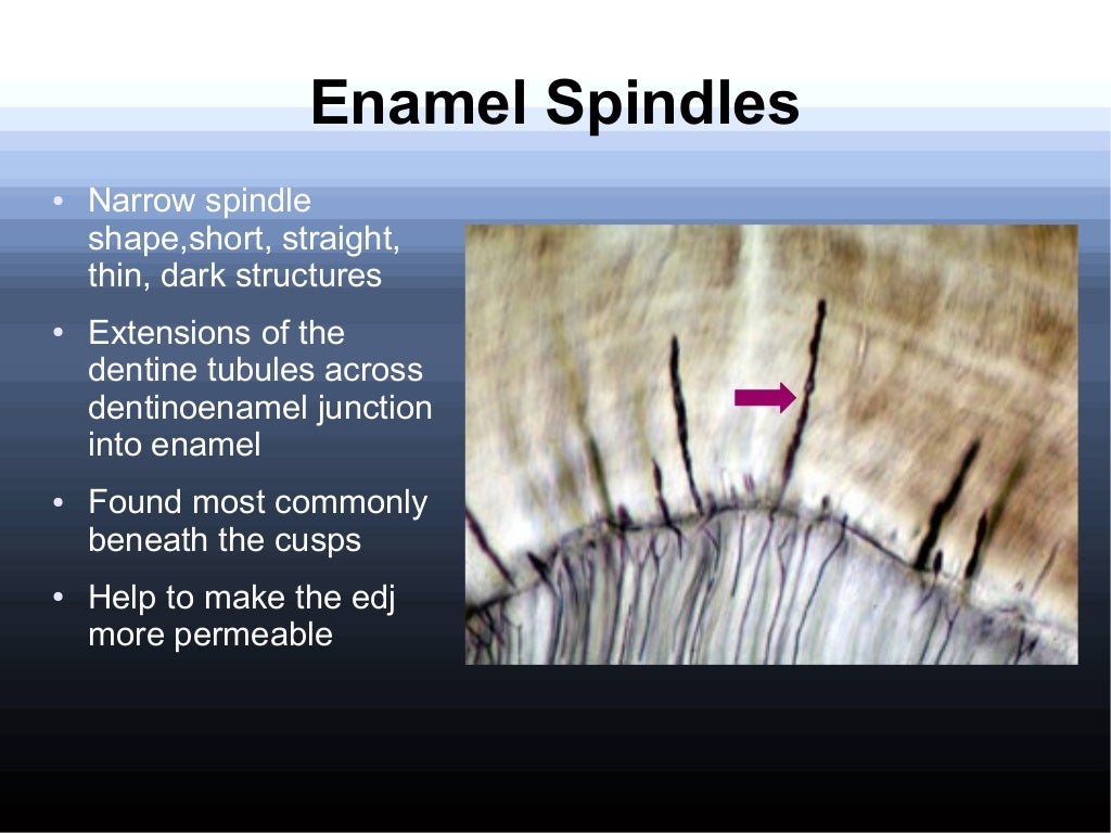 Enamel