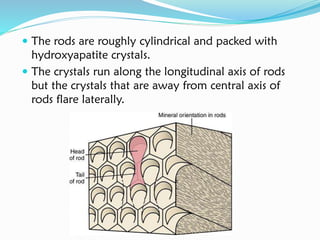 The rods are roughly cylindrical and packed with
hydroxyapatite crystals.
 The crystals run along the longitudinal axis of rods
but the crystals that are away from central axis of
rods flare laterally.
 