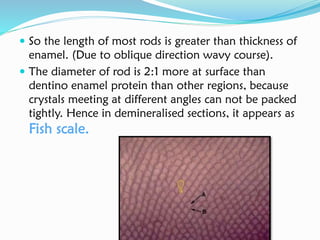  So the length of most rods is greater than thickness of
enamel. (Due to oblique direction wavy course).
 The diameter of rod is 2:1 more at surface than
dentino enamel protein than other regions, because
crystals meeting at different angles can not be packed
tightly. Hence in demineralised sections, it appears as
Fish scale.
 