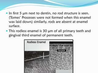  In first 5 μm next to dentin, no rod structure is seen.
(Tomes’ Processes were not formed when this enamel
was laid down) similarly, rods are absent at enamel
surface.
 This rodless enamel is 30 μm of all primary teeth and
gingival third enamel of permanent teeth.
 