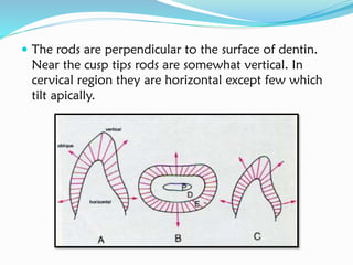  The rods are perpendicular to the surface of dentin.
Near the cusp tips rods are somewhat vertical. In
cervical region they are horizontal except few which
tilt apically.
 