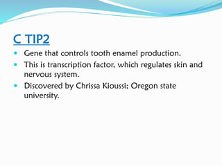C TIP2
 Gene that controls tooth enamel production.
 This is transcription factor, which regulates skin and
nervous system.
 Discovered by Chrissa Kioussi; Oregon state
university.
 