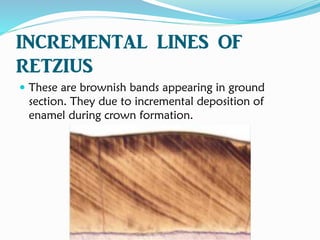 INCREMENTAL LINES OF
RETZIUS
 These are brownish bands appearing in ground
section. They due to incremental deposition of
enamel during crown formation.
 