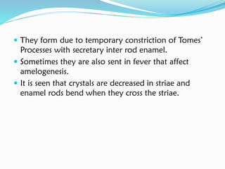  They form due to temporary constriction of Tomes’
Processes with secretary inter rod enamel.
 Sometimes they are also sent in fever that affect
amelogenesis.
 It is seen that crystals are decreased in striae and
enamel rods bend when they cross the striae.
 