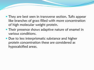  They are best seen in transverse section. Tufts appear
like branches of grass filled with more concentration
of high molecular weight protein.
 Their presence shows adaptive nature of enamel in
various conditions.
 Due to less interprismatic substance and higher
protein concentration these are considered as
hypocalcified areas.
 