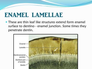ENAMEL LAMELLAE
 These are thin leaf like structures extend form enamel
surface to dentino - enamel junction. Some times they
penetrate dentin.
 