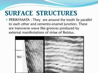 SURFACE STRUCTURES
 PERIKYMATA - They are around the tooth lie parallel
to each other and cemento-enamel junction. These
are transverse wave like grooves produced by
external manifestations of striae of Retzius.
 
