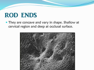 ROD ENDS
 They are concave and vary in shape. Shallow at
cervical region and deep at occlusal surface.
 