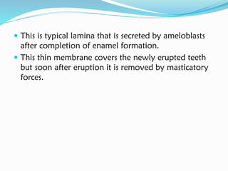  This is typical lamina that is secreted by ameloblasts
after completion of enamel formation.
 This thin membrane covers the newly erupted teeth
but soon after eruption it is removed by masticatory
forces.
 