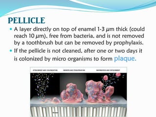 pellicle
 A layer directly on top of enamel 1-3 µm thick (could
reach 10 µm), free from bacteria, and is not removed
by a toothbrush but can be removed by prophylaxis.
 If the pellicle is not cleaned, after one or two days it
is colonized by micro organisms to form plaque.
 