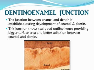 DENTINOENAMEL JUNCTION
 The junction between enamel and dentin is
established during development of enamel & dentin.
 This junction shows scalloped outline hence providing
bigger surface area and better adhesion between
enamel and dentin.
 