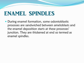 ENAMEL SPINDLES
 During enamel formation, some odontoblastic
processes are sandwiched between ameloblasts and
the enamel deposition starts at these processes’
junction. They are thickened at end so termed as
enamel spindles.
 