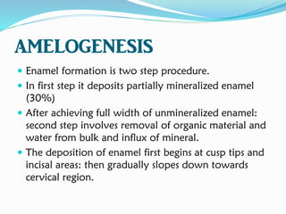 AMELOGENESIS
 Enamel formation is two step procedure.
 In first step it deposits partially mineralized enamel
(30%)
 After achieving full width of unmineralized enamel:
second step involves removal of organic material and
water from bulk and influx of mineral.
 The deposition of enamel first begins at cusp tips and
incisal areas: then gradually slopes down towards
cervical region.
 