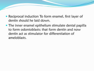  Reciprocal induction To form enamel, first layer of
dentin should he laid down.
 The inner enamel epithelium stimulate dental papilla
to form odontoblasts; that form dentin and now
dentin act as stimulator for differentiation of
ameloblasts.
 