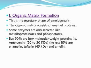  I. Organic Matrix Formation
 This is the secretary phase of amelogenesis.
 The organic matrix consists of enamel proteins.
 Some enzymes are also secreted like
metalloproteinases and phosphatases.
 But 90% are low-molecular-weight proteins i.e.
Ameluenins (20 to 30 KDa) the rest 10% are
enamelin, tuftelin (45 kDa) and amelin.
 