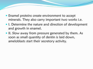  Enamel proteins create environment to accept
minerals. They also carry important two works i.e.
 I. Determine the nature and direction of development
and growth in enamel.
 II. Slow away from pressure generated by them. As
soon as small quantity of dentin is laid down,
ameloblasts start their secretory activity.
 