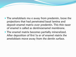  The ameloblasts mu e away from predemin, loose the
projections that had penetrated basal lamina and
deposit enamel matrix over predentin. This thin taxer
of enamel is called as dentinoenamel membrane.
 The enamel matrix becomes partially mineralized.
After deposition of first 1a er of enamel niatrix the
ameloblasts move away from the dentin surface.
 