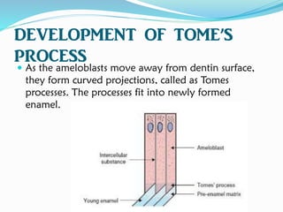 DEVELOPMENT OF TOME’S
PROCESS
 As the ameloblasts move away from dentin surface,
they form curved projections, called as Tomes
processes. The processes fit into newly formed
enamel.
 