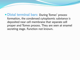  Distal terminal bars: During Tomes’ process
formation, the condensed cytoplasmic substance is
deposited near cell membrane that separate cell
proper and Tomes process. They are seen at enamel
secreting stage. Function not known.
 
