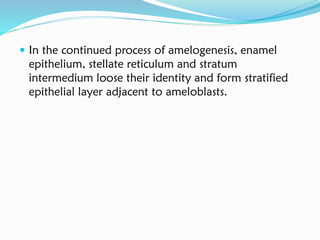  In the continued process of amelogenesis, enamel
epithelium, stellate reticulum and stratum
intermedium loose their identity and form stratified
epithelial layer adjacent to ameloblasts.
 