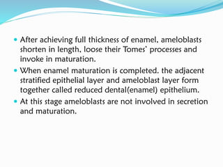  After achieving full thickness of enamel, ameloblasts
shorten in length, loose their Tomes’ processes and
invoke in maturation.
 When enamel maturation is completed. the adjacent
stratified epithelial layer and ameloblast layer form
together called reduced dental(enamel) epithelium.
 At this stage ameloblasts are not involved in secretion
and maturation.
 
