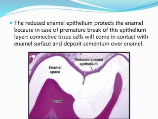  The reduced enamel epithelium protects the enamel
because in case of premature break of this epithelium
layer: connective tissue cells wilI come in contact with
enamel surface and deposit cementum over enamel.
 
