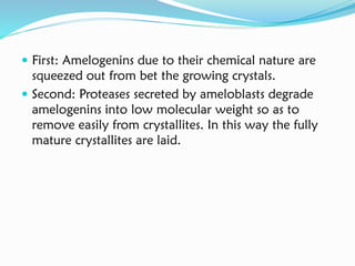  First: Amelogenins due to their chemical nature are
squeezed out from bet the growing crystals.
 Second: Proteases secreted by ameloblasts degrade
amelogenins into low molecular weight so as to
remove easily from crystallites. In this way the fully
mature crystallites are laid.
 