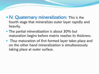  IV. Quaternary mineralization: This is the
fourth stage that mineralizes outer layer rapidly and
heavily.
 The partial mineralization is about 30% but
maturation begins before matrix reaches its thickness.
 Thus maturation of first formed layer takes place and
on the other hand mineralization is simultaneously
taking place at outer surface.
 
