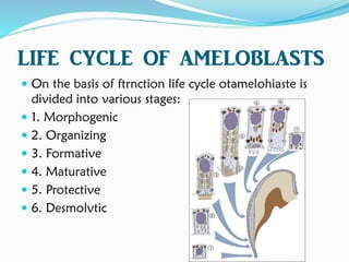 LIFE CYCLE OF AMELOBLASTS
 On the basis of ftrnction life cycle otamelohiaste is
divided into various stages:
 1. Morphogenic
 2. Organizing
 3. Formative
 4. Maturative
 5. Protective
 6. Desmolvtic
 