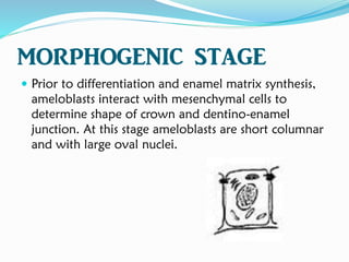 MORPHOGENIC STAGE
 Prior to differentiation and enamel matrix synthesis,
ameloblasts interact with mesenchymal cells to
determine shape of crown and dentino-enamel
junction. At this stage ameloblasts are short columnar
and with large oval nuclei.
 
