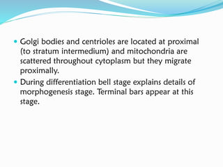  Golgi bodies and centrioles are located at proximal
(to stratum intermedium) and mitochondria are
scattered throughout cytoplasm but they migrate
proximally.
 During differentiation bell stage explains details of
morphogenesis stage. Terminal bars appear at this
stage.
 