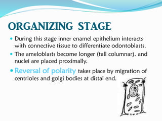 ORGANIZING STAGE
 During this stage inner enamel epithelium interacts
with connective tissue to differentiate odontoblasts.
 The ameloblasts become longer (tall columnar). and
nuclei are placed proximally.
 Reversal of polarity takes place by migration of
centrioles and golgi bodies at distal end.
 