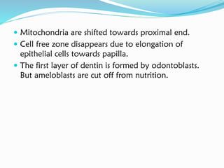  Mitochondria are shifted towards proximal end.
 Cell free zone disappears due to elongation of
epithelial cells towards papilla.
 The first layer of dentin is formed by odontoblasts.
But ameloblasts are cut off from nutrition.
 