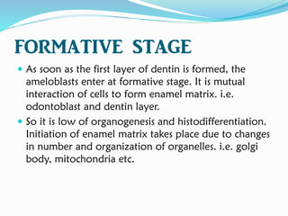 FORMATIVE STAGE
 As soon as the first layer of dentin is formed, the
ameloblasts enter at formative stage. It is mutual
interaction of cells to form enamel matrix. i.e.
odontoblast and dentin layer.
 So it is low of organogenesis and histodifferentiation.
Initiation of enamel matrix takes place due to changes
in number and organization of organelles. i.e. golgi
body, mitochondria etc.
 