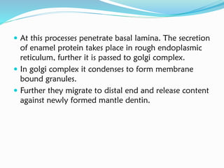  At this processes penetrate basal lamina. The secretion
of enamel protein takes place in rough endoplasmic
reticulum, further it is passed to golgi complex.
 In golgi complex it condenses to form membrane
bound granules.
 Further they migrate to distal end and release content
against newly formed mantle dentin.
 