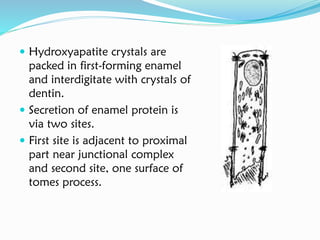  Hydroxyapatite crystals are
packed in first-forming enamel
and interdigitate with crystals of
dentin.
 Secretion of enamel protein is
via two sites.
 First site is adjacent to proximal
part near junctional complex
and second site, one surface of
tomes process.
 