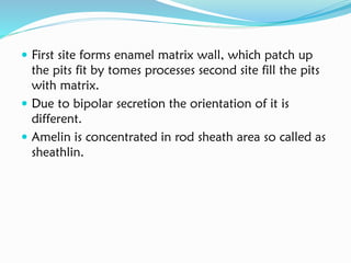  First site forms enamel matrix wall, which patch up
the pits fit by tomes processes second site fill the pits
with matrix.
 Due to bipolar secretion the orientation of it is
different.
 Amelin is concentrated in rod sheath area so called as
sheathlin.
 