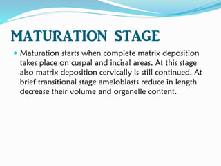 MATURATION STAGE
 Maturation starts when complete matrix deposition
takes place on cuspal and incisal areas. At this stage
also matrix deposition cervically is still continued. At
brief transitional stage ameloblasts reduce in length
decrease their volume and organelle content.
 