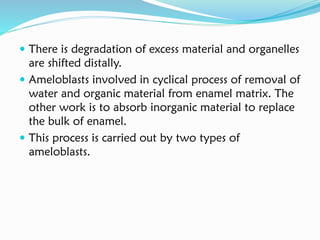  There is degradation of excess material and organelles
are shifted distally.
 Ameloblasts involved in cyclical process of removal of
water and organic material from enamel matrix. The
other work is to absorb inorganic material to replace
the bulk of enamel.
 This process is carried out by two types of
ameloblasts.
 