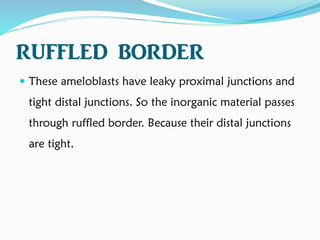 RUFFLED BORDER
 These ameloblasts have leaky proximal junctions and
tight distal junctions. So the inorganic material passes
through ruffled border. Because their distal junctions
are tight.
 