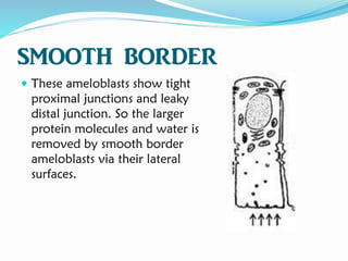 SMOOTH BORDER
 These ameloblasts show tight
proximal junctions and leaky
distal junction. So the larger
protein molecules and water is
removed by smooth border
ameloblasts via their lateral
surfaces.
 