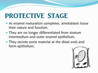 PROTECTIVE STAGE
 As enamel maturation completes, ameloblasts loose
their nature and function.
 They are no longer differentiated from stratum
intermedium and outer enamel epithelium.
 They secrete some material at the distal ends and
form epithelium.
 
