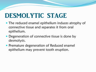 DESMOLYTIC STAGE
 The reduced enamel epithelium induces atrophy of
connective tissue and separates it from oral
epithelium.
 Degeneration of connective tissue is done by
desmolysis.
 Premature degeneration of Reduced enamel
epithelium may prevent tooth eruption.
 