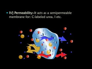  IV] Permeability:-It acts as a semipermeable
membrane for: C-labeled urea, I etc.
 