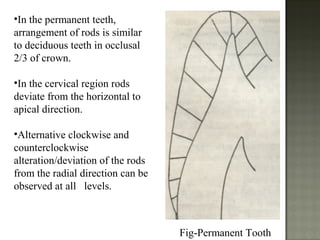 Interlocking Enamel Rods Enamel | PPT