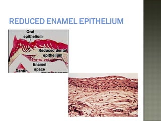 Enamel | PPT