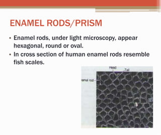 ENAMEL RODS/PRISM
• Enamel rods, under light microscopy, appear
hexagonal, round or oval.
• In cross section of human enamel rods resemble
fish scales.
 