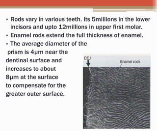• Rods vary in various teeth. Its 5millions in the lower
incisors and upto 12millions in upper first molar.
• Enamel rods extend the full thickness of enamel.
• The average diameter of the
prism is 4µm near the
dentinal surface and
increases to about
8µm at the surface
to compensate for the
greater outer surface.
 