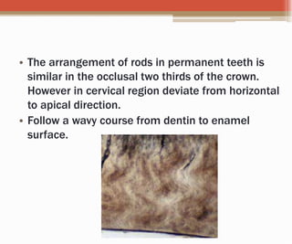 • The arrangement of rods in permanent teeth is
similar in the occlusal two thirds of the crown.
However in cervical region deviate from horizontal
to apical direction.
• Follow a wavy course from dentin to enamel
surface.
 